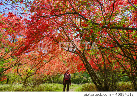 Burning mountain azalea 40894112