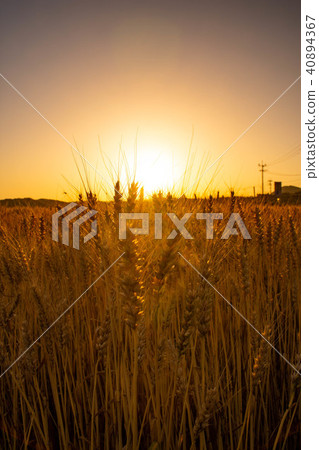 Itoshima麥田的黃昏 40894367