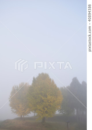 Autumn leaves in morning morning 40894386