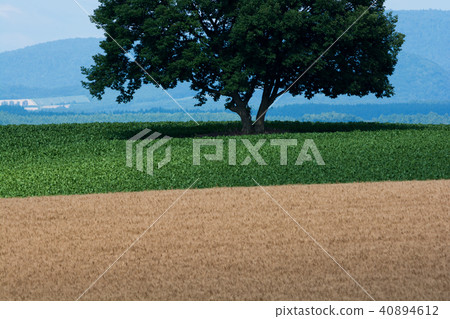 Colorful wheat field and green big tree 40894612