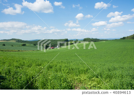Blue sky and green pasture field 40894613