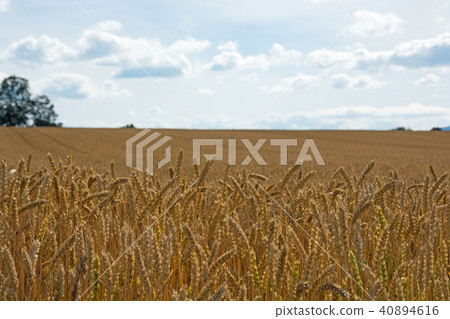 多彩的麥田 40894616