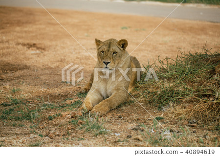 Lions in the in Fasano apulia Italy Lions in the in Fasano apulia Italy 40894619