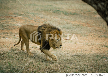 Lions in the in Fasano apulia Italy 40894625