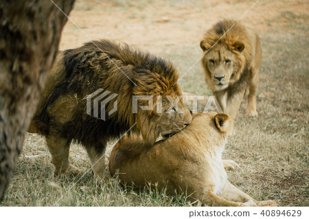 Lions in the in Fasano apulia Italy Lions in the in Fasano apulia Italy 40894629