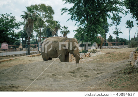 Elephant in Safari zoo Fasano apulia Italy 40894637