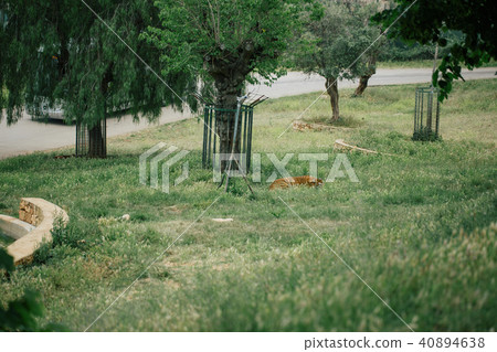 Tiger under a tree in Fasano apulia Italy Tiger under a tree in Fasano apulia Italy 40894638