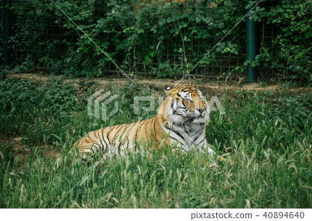 Tiger under a tree in Fasano apulia Italy 40894640