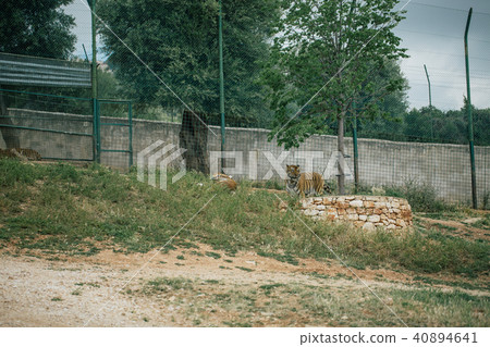 Tiger under a tree in Fasano apulia Italy 40894641