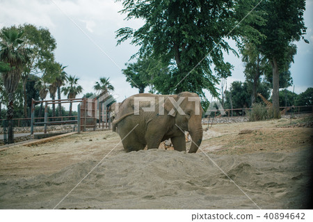 Elephant in Safari zoo Fasano apulia Italy Elephant in Safari zoo Fasano apulia Italy 40894642