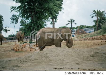 Elephant in Safari zoo Fasano apulia Italy Elephant in Safari zoo Fasano apulia Italy 40894647
