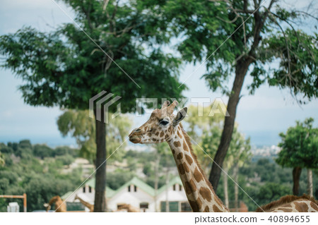 Giraffe in Fasano apulia safari zoo Italy 40894655