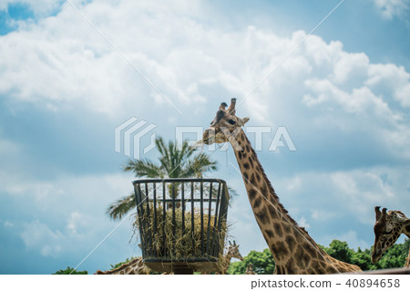 Giraffe in Fasano apulia safari zoo Italy 40894658