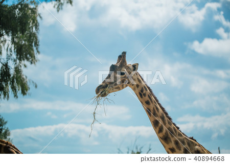 Giraffe in Fasano apulia safari zoo Italy 40894668