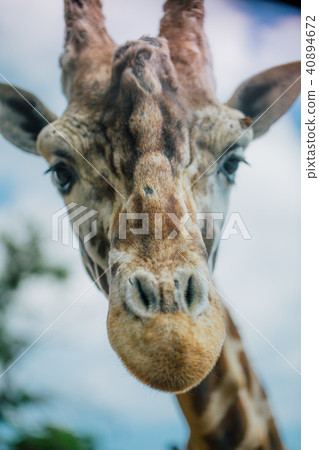 Giraffe in Fasano apulia safari zoo Italy 40894672