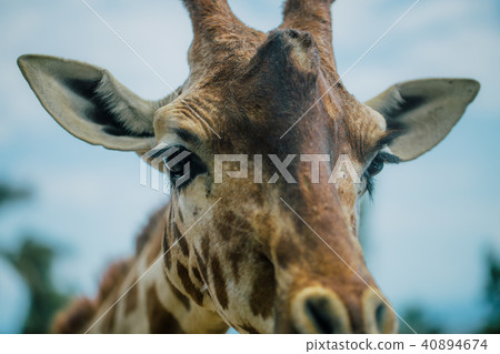 Giraffe in Fasano apulia safari zoo Italy 40894674
