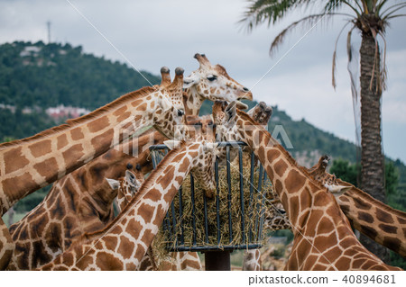 Giraffe in Fasano apulia safari zoo Italy Giraffe in Fasano apulia safari zoo Italy 40894681