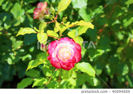 Early summer roses Jubilee de Prince de Monaco flowers Early summer roses Jubilee de Prince de Monaco flowers 40894889