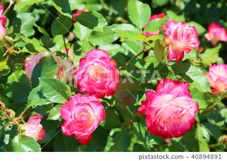 Early summer roses Jubilee de Prince de Monaco flowers Early summer roses Jubilee de Prince de Monaco flowers 40894891