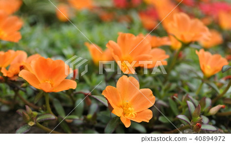 Pochuraka group Pochuraka group 40894972