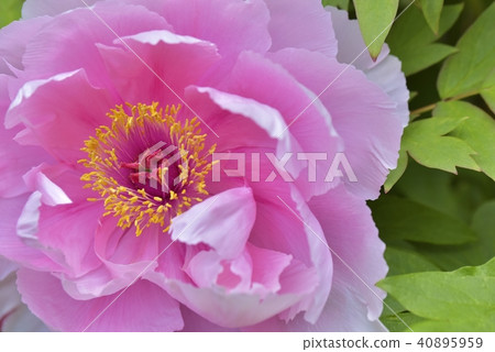 Botan Botan 40895959