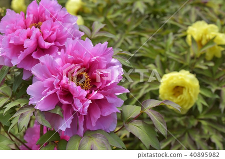 男紅 男紅 40895982