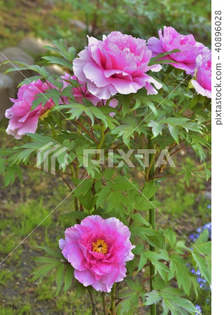 Botan Botan 40896028