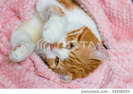Cute white tea cat Cute white tea cat 40896084