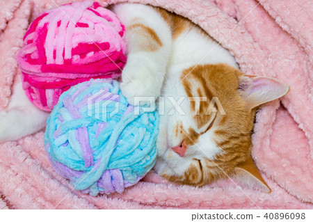 Cute white tea cat Cute white tea cat 40896098