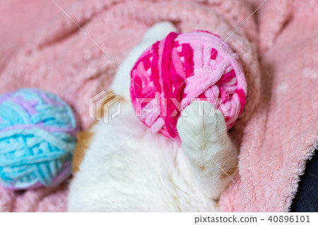Cute white tea cat Cute white tea cat 40896101