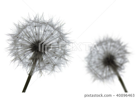 Dandelion Fluff Summer White Background Dandelion Fluff Summer White Background 40896463