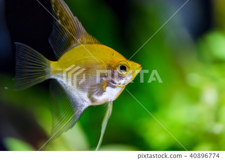 在水族館飼養的天使魚 在水族館飼養的天使魚 40896774