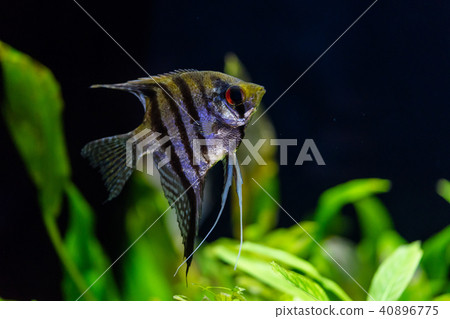 在水族館飼養的天使魚 在水族館飼養的天使魚 40896775