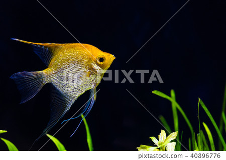 在水族館飼養的天使魚 40896776