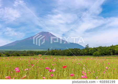 富士（七月花公園市） 40898199