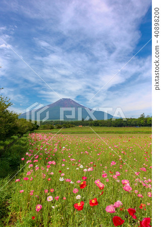 富士（七月花公園市） 40898200