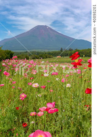 富士（七月花公園市） 40898201
