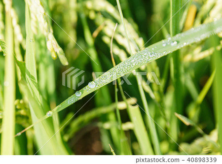 rice field rice field 40898339