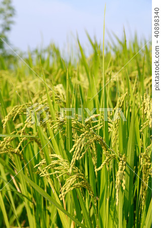 rice field 40898340