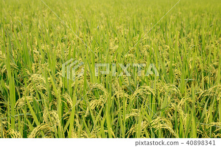rice field rice field 40898341