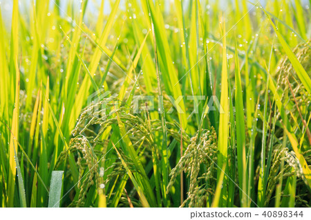 rice field 40898344