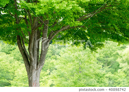 公園樹 40898742