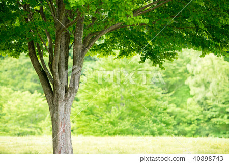 公園樹 40898743