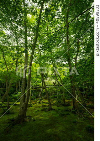 Temple of the fresh green 40898833