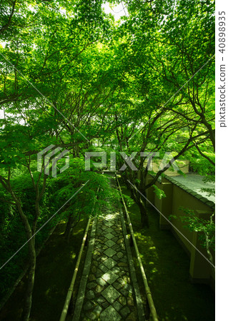 Gwan-ji的新鮮綠色 40898935