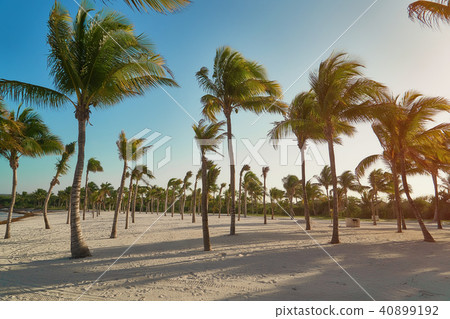 View of tropical beach through coconut palm trees on sunset. Shadows of palm tree fronds fluttering View of tropical beach through coconut palm trees on sunset. Shadows of palm tree fronds fluttering 40899192