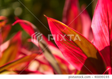 Close-up view of a beautiful tropical flower of red color. Macro shot depth of field. Sunny day in Close-up view of a beautiful tropical flower of red color. Macro shot depth of field. Sunny day in 40899193