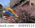 Sakura and carp streamers 40899319