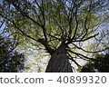 Katsura tree 40899320