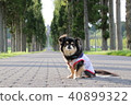 Trappist monastery and dog 40899322